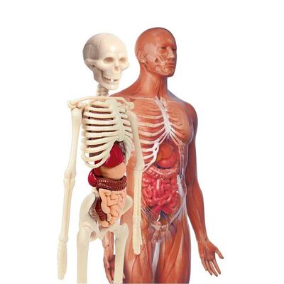 Clementoni İlk Keşiflerim - İnsan Anatomisi